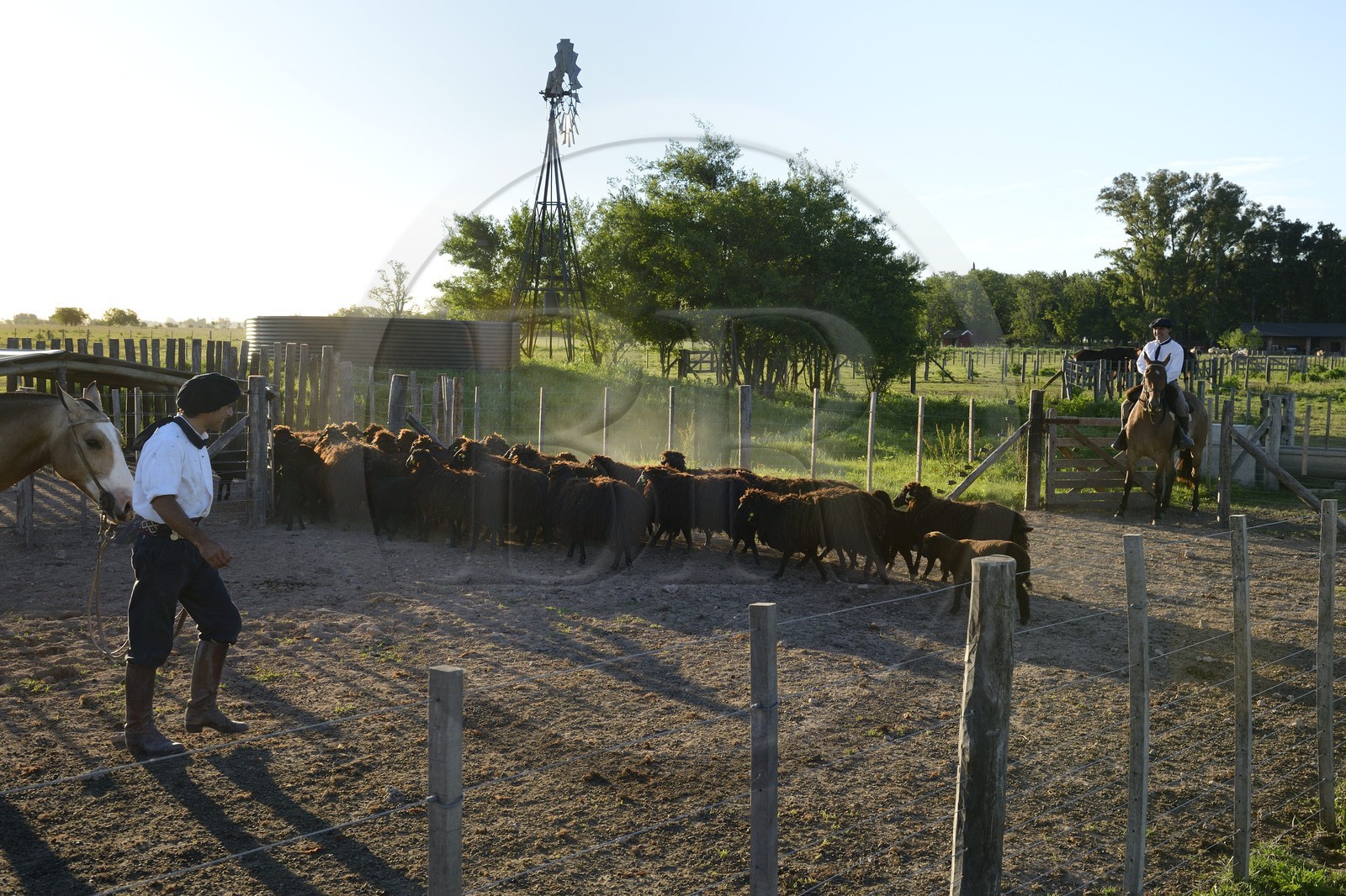 Argentina, Buenos Aires Province, San Antonio de Areco, estancia La Bamba de Areco, gauchos at work with a flock of sheep