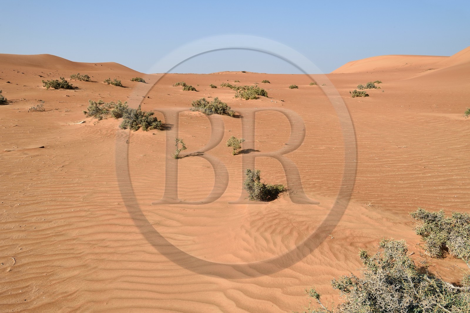 Sultanat d'Oman, gouvernorat de Ash Sharqiyah, désert des Wahiba Sands ou Sharqiya Sands