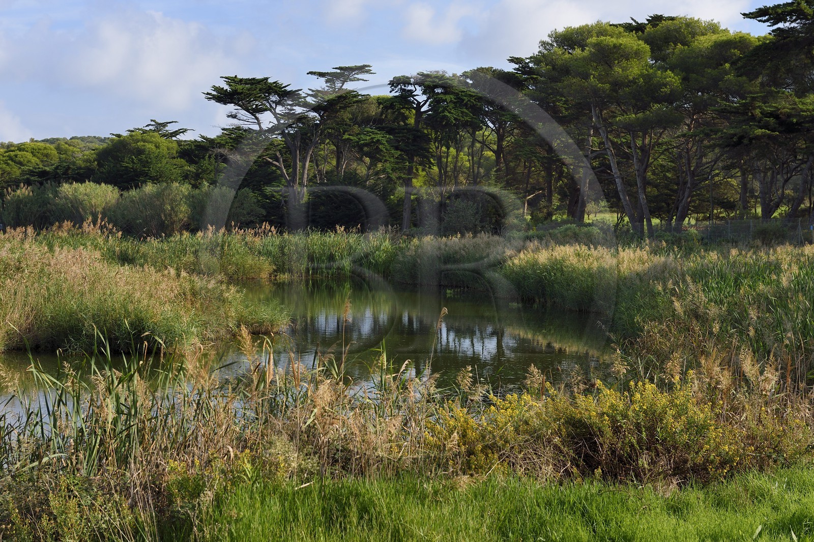 France, Var (83), Iles d'Hyères, parc national de Port Cros, Ile de Porquerolles, l'étang de la plaine
