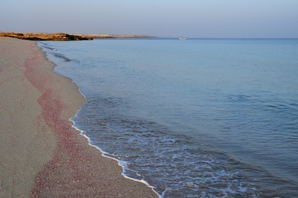 Sultanat d'Oman, gouvernorat de Ash Sharqiyah du Sud, Ras al Hadd, plage couverte de coquillages roses