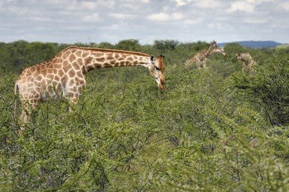 Namibie, région de Oshikoto, Parc National d'Etosha, girafes (Giraffa camelopardalis)