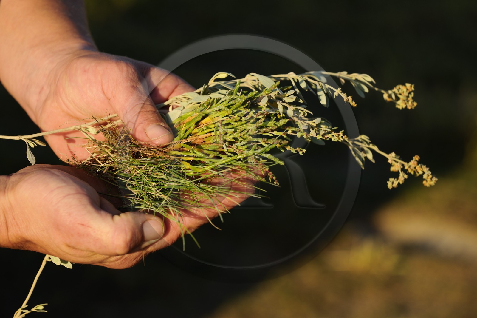 France, Ille-et-Vilaine (35), les herbus ou prés salés du Mont-Saint-Michel, 3 plantes halophytes: la salicorne, la puccinelli et l'obione