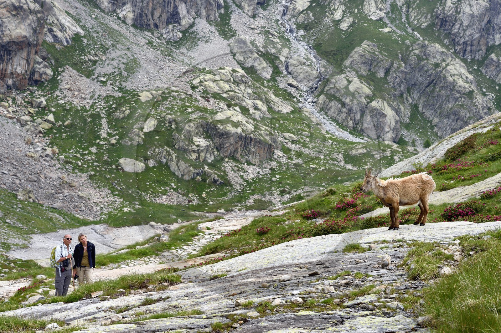 France, Alpes-Maritimes (06), parc national du Mercantour, vallée de la Valmasque, randonneurs et une étagne, bouquetin (Capra ibex) femelle des Alpes