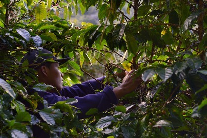 Panama, Chiriqui province, Boquete, Coffee Plantation Finca Lerida, coffee beans harvesting by a Native American Nägbe