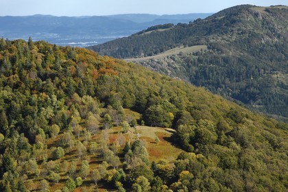 France, Haut-Rhin (68), Parc naturel régional des ballons des Vosges, Rimbach-près-Masevaux, petite chaume ( paturage extensif d'altitude) au dessus du Lac des Perches