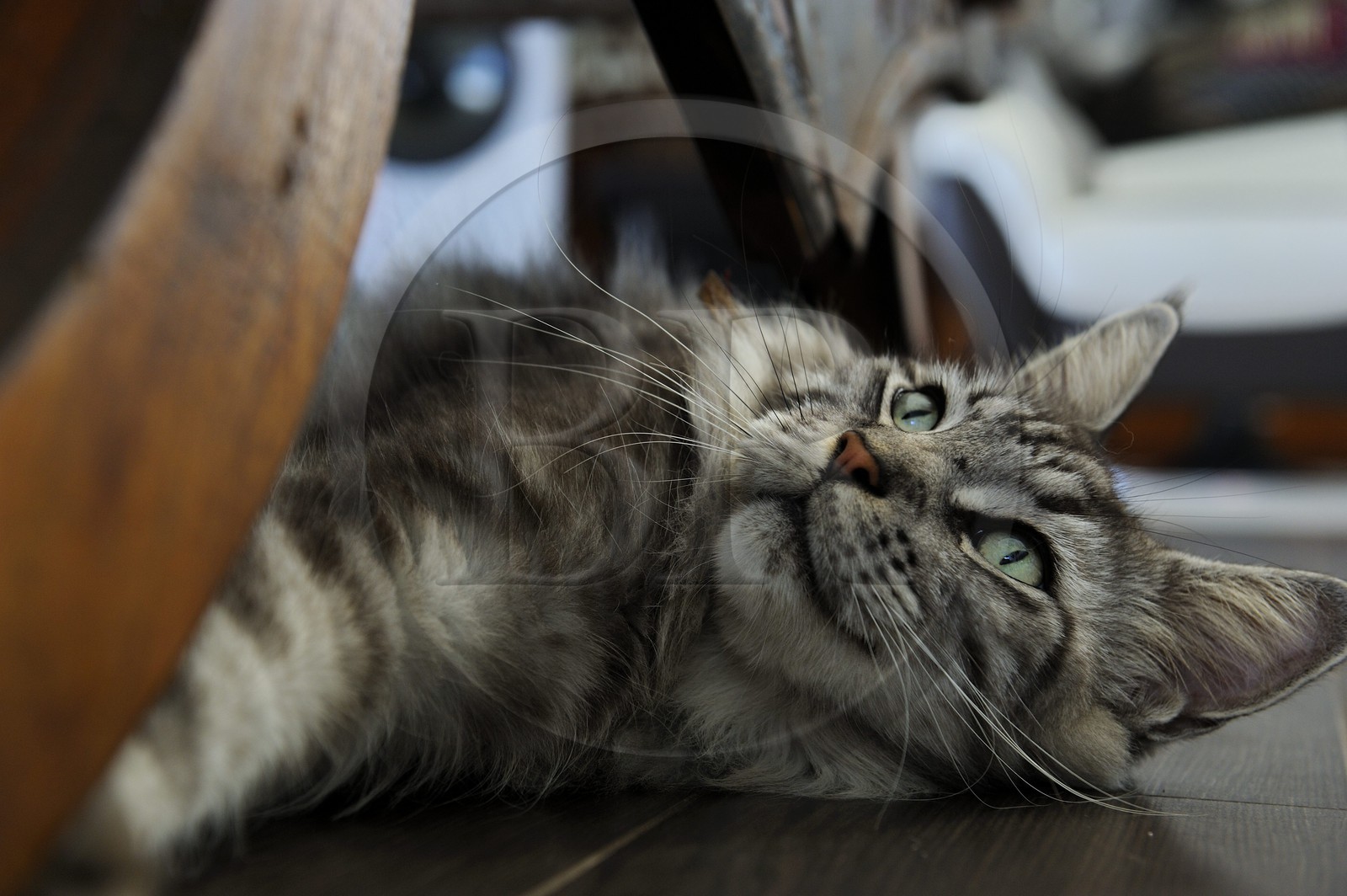 France, Ile de la Reunion, chat Main coon