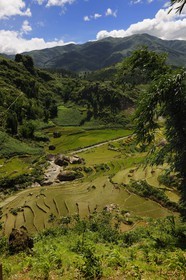 Vietnam, province de Lao Cai, région de Sapa, culture de rizières en terrasses par la minorité Hmong Noir