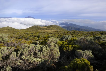 France, île de la Réunion, Piton de la Fournaise, classé Patrimoine Mondial de l'UNESCO, végétation rases des pentes du volcan