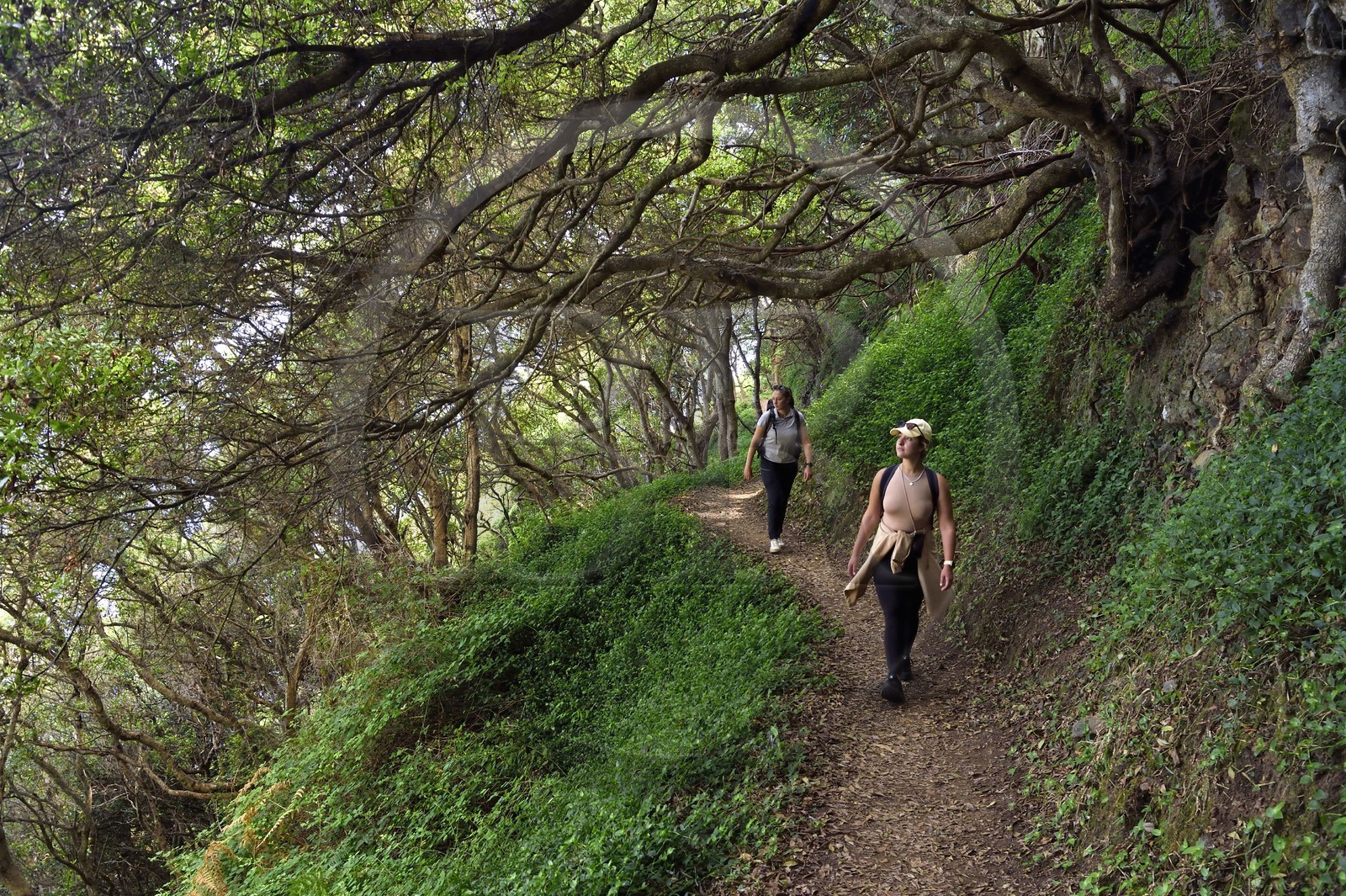 Portugal, Ile de Madère, randonnée de Machico à Porto da Cruz par le Vereda do Larano, randonneuses sur le sentier taillé à flanc de paroi traversant des forets de myrte des acores