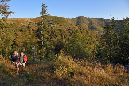 France, Cantal (15), Parc Naturel Régional des Volcans d'Auvergne, Le Lioran, montée vers le col de Rombière, randonneurs sur le chemin de Saint-Jacques de Compostelle par la Via Arverna, le Puy Bataillouse en arrière plan sur la gauche