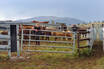 France, Cantal, Chastel-sur-Murat plateau on the Way of St. James to Santiago de Compostela by Via Arverna, Salers cows in the cattle pen