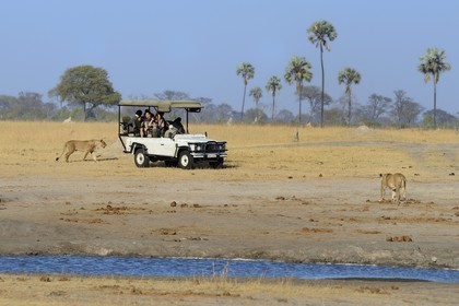 Zimbabwe, province de Matabeleland septentrional, parc national Hwange, touristes en 4x4 observant un groupe de lions (Panthera leo)