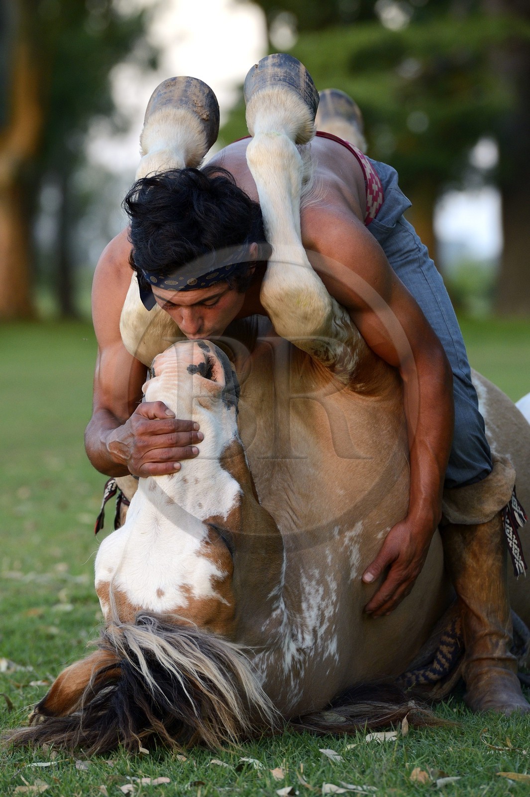 Argentine, province de Buenos Aires, San Antonio de Areco, estancia La Bamba de Areco, demonstration du savoir-faire d'un cavalier amerindien avec son cheval, le baiser au cheval