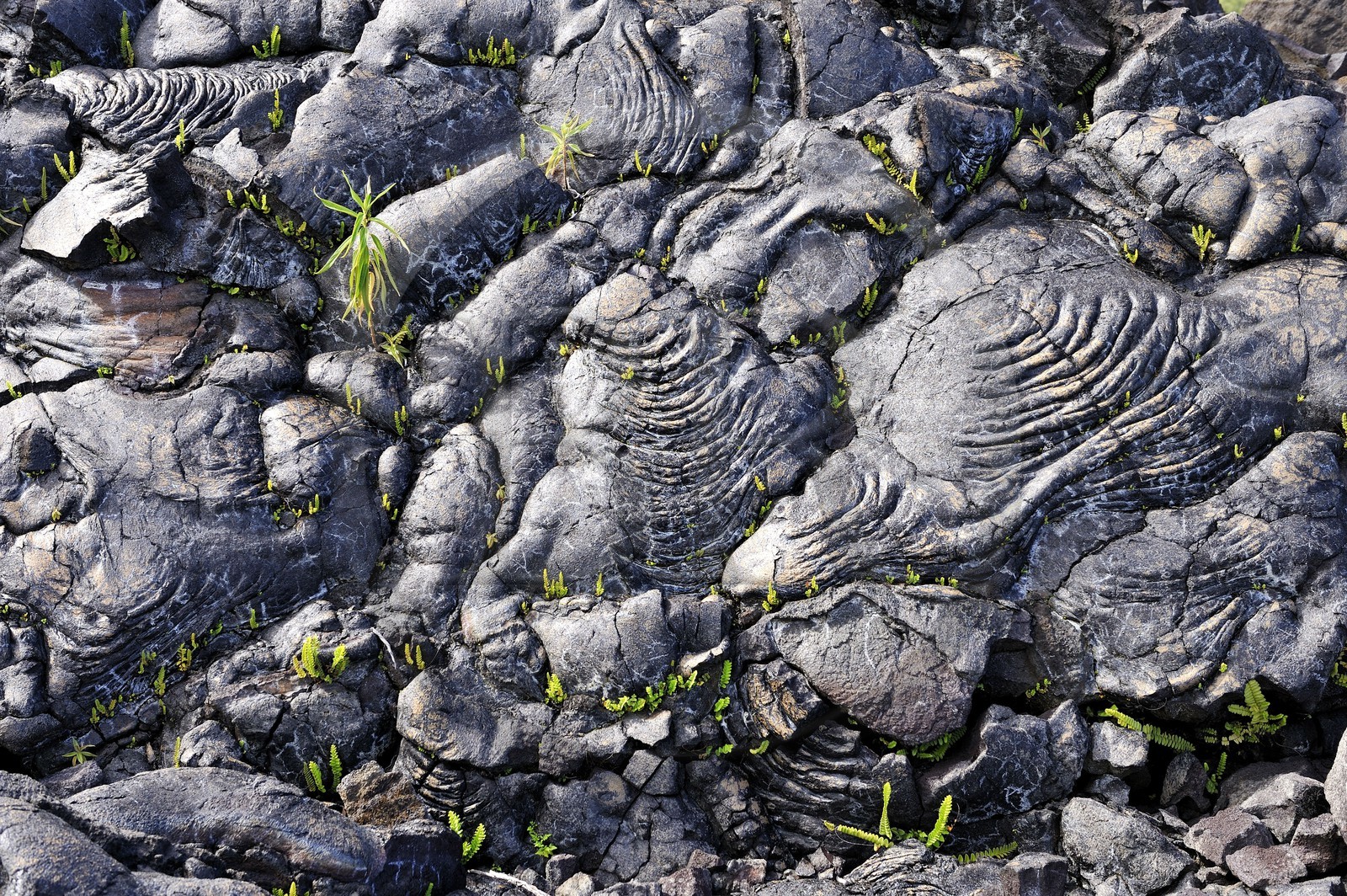 France, île de la Réunion, volcan du Piton de la Fournaise, classé Patrimoine Mondial de l'UNESCO, le Grand-Brûlé, coulée de lave de 2004