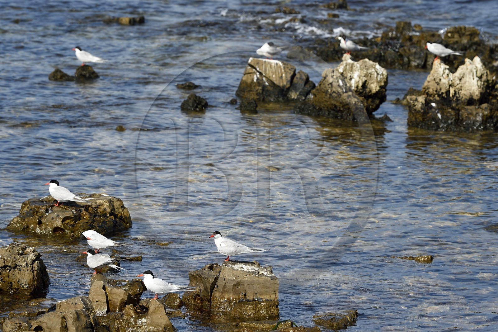 France, Alpes-Maritimes (06), Cannes, Iles de Lérins, Ile Sainte-Marguerite, réserve biologique domaniale, sternes Pierregarin (Sterna hirundo) à la Pointe du Batéguier