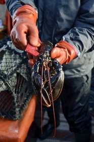 Sweden, Västra Götaland, Koster Islands, out to sea to retrieve lobster traps, calibration verification