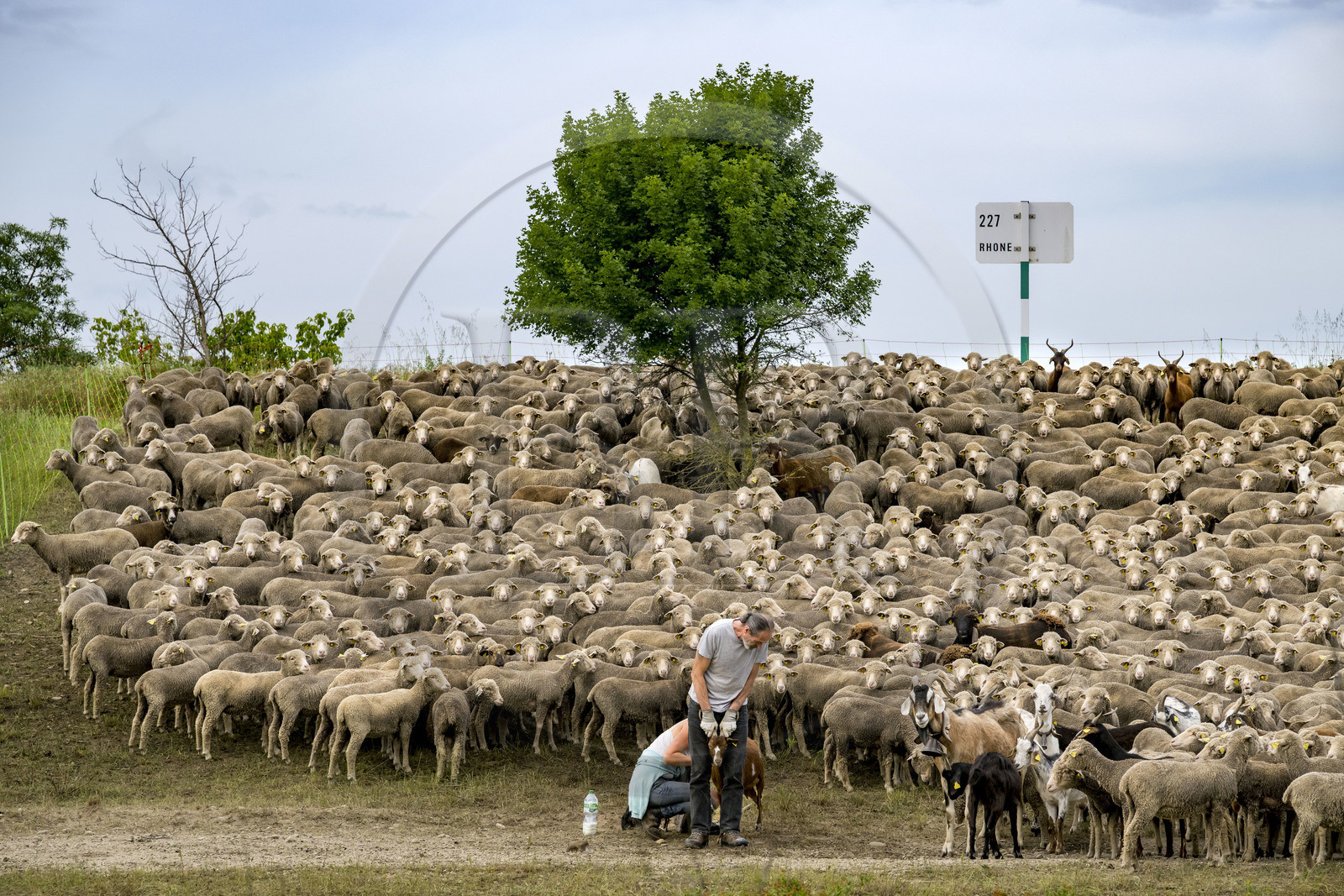 France, Vaucluse (84), Châteauneuf-du-Pape, le berger Marek Meire et la bergère Natacha Fasujevic avec leur troupeau de brebis Merinos d'Arles et quelques chèvres sur les bords du Rhone