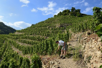 France, Rhone, Parc Naturel Regional du Pilat (Natural Regional Park of Pilat), Ampuis, Cote Rotie AOC vineyards in the Gilles Barge domain, vines on stakes