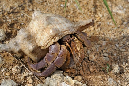 Tanzanie, archipel de Zanzibar, île de Unguja (Zanzibar), côte ouest, réserve naturelle de Chumbe Island Coral Park, bernard l'ermite