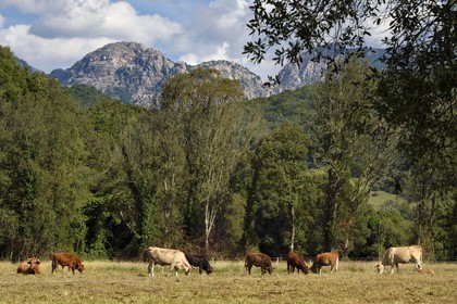 France, Corse du Sud, Prunelli river valley, Eccica-Suarella, cows in the pastures