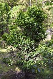 France, Ile de la Reunion, Saint Pierre, Jardin Botanique du Domaine du Café Grillé, caféier de Bourbon pointu (Coffea arabica var. laurina)