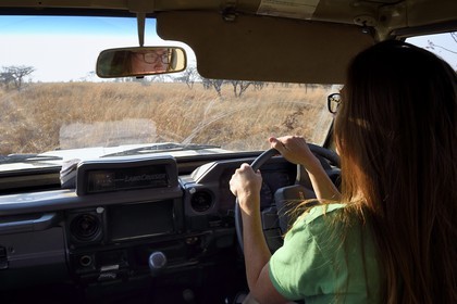 Zimbabwe, Midlands Province, Gweru, Antelope Park home to ALERT (African Lion and Environmental Research Trust), Yvonne Gordon is in charge of the observation of the behavior of lions to be released in a pride in a national park