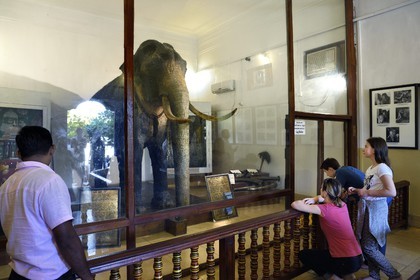 Sri Lanka, province du centre, Kandy, ville sacrée classée patrimoine mondial de l'UNESCO, Temple de la Dent de Bouddha (Sri Dalada Maligawa), salle de l'éléphant Rajah qui contient la dépouille naturalisée de l'éléphant du temple de la Dent mort en 1988 après cinquante ans au services des processions bouddhistes