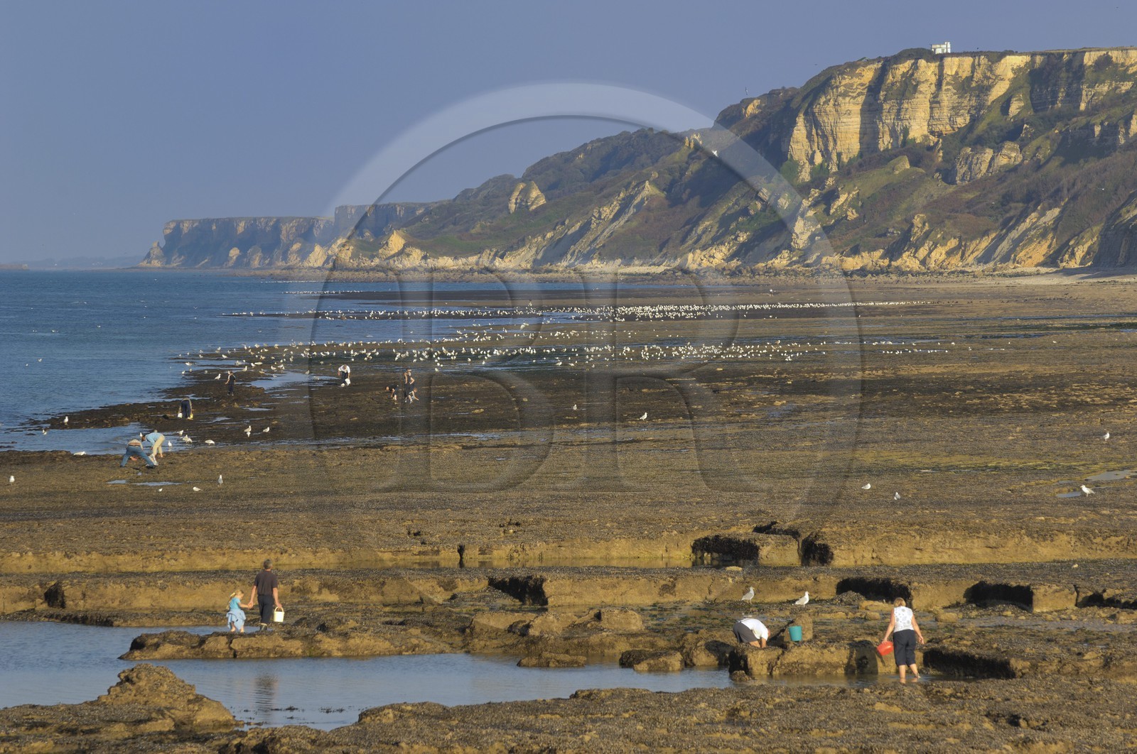 France, Calvados (14), Port-en-Bessin, pêche à pied sur la côte à marée basse