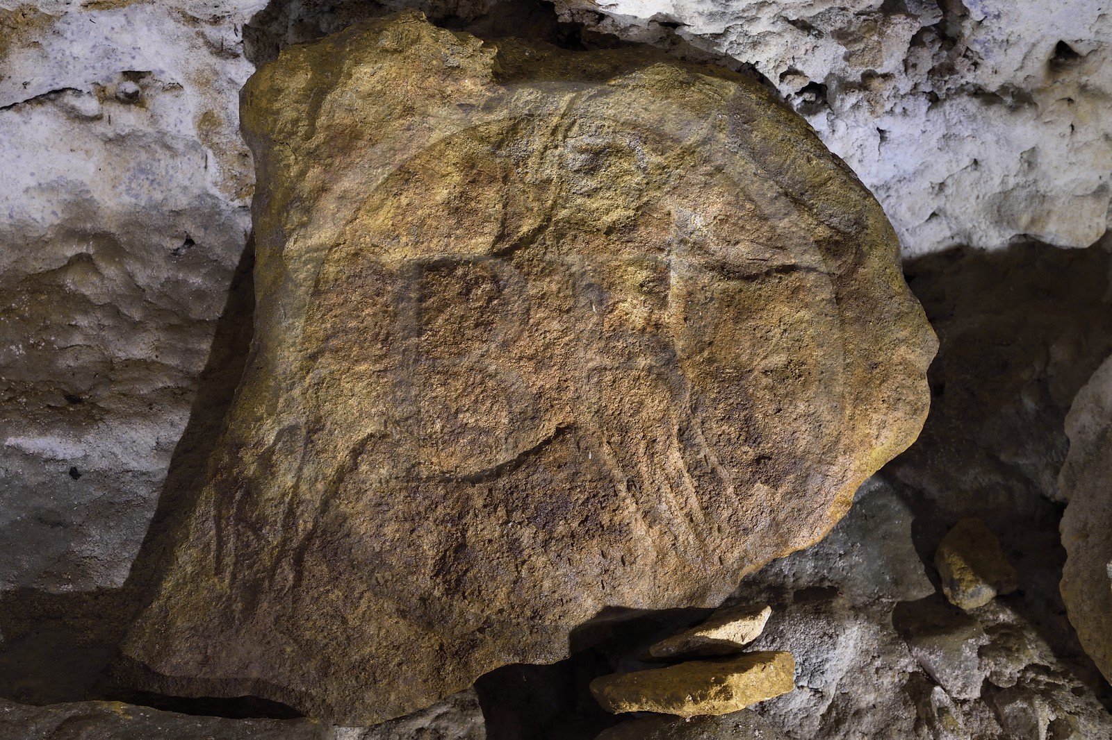 France, Dordogne, Vezere Valley, Sergeac, Prehistoric site of Castel Merle, horse engraving in the Reverdit shelter