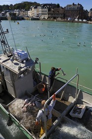 France, Seine-Maritime (76), Saint-Valery-en-Caux, le port de pêche, débarquement de la pêche du jour, chiens de mer