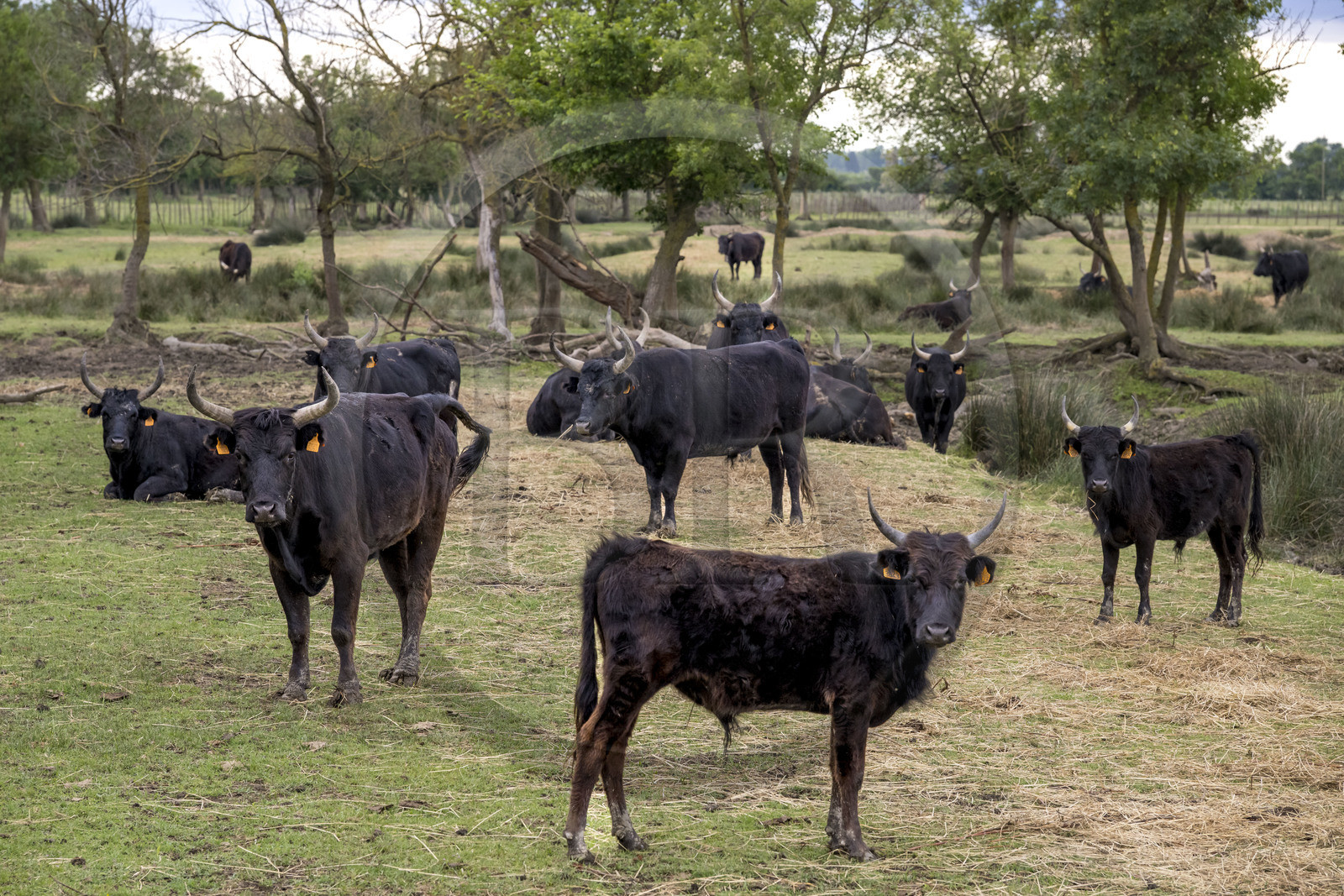 France, Gard (30), Saint-Gilles du Gard, manade Pierre Aubanel & fils, taureaux camarguais appelés Raço di Biou
