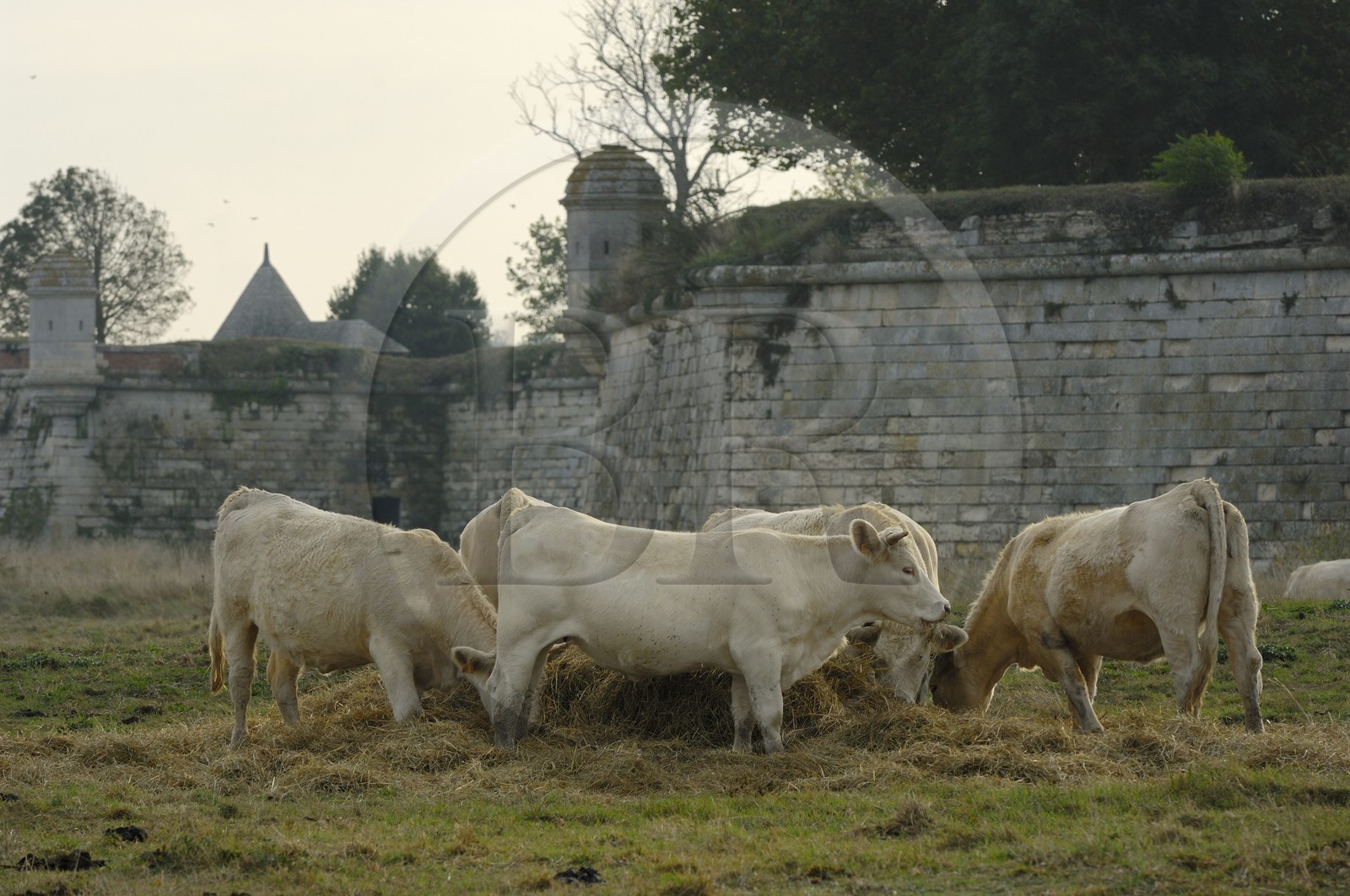 France, Charente-Maritime (17), citadelle de Brouage, troupeau de vaches au pied des remparts surmontés d'échaugettes