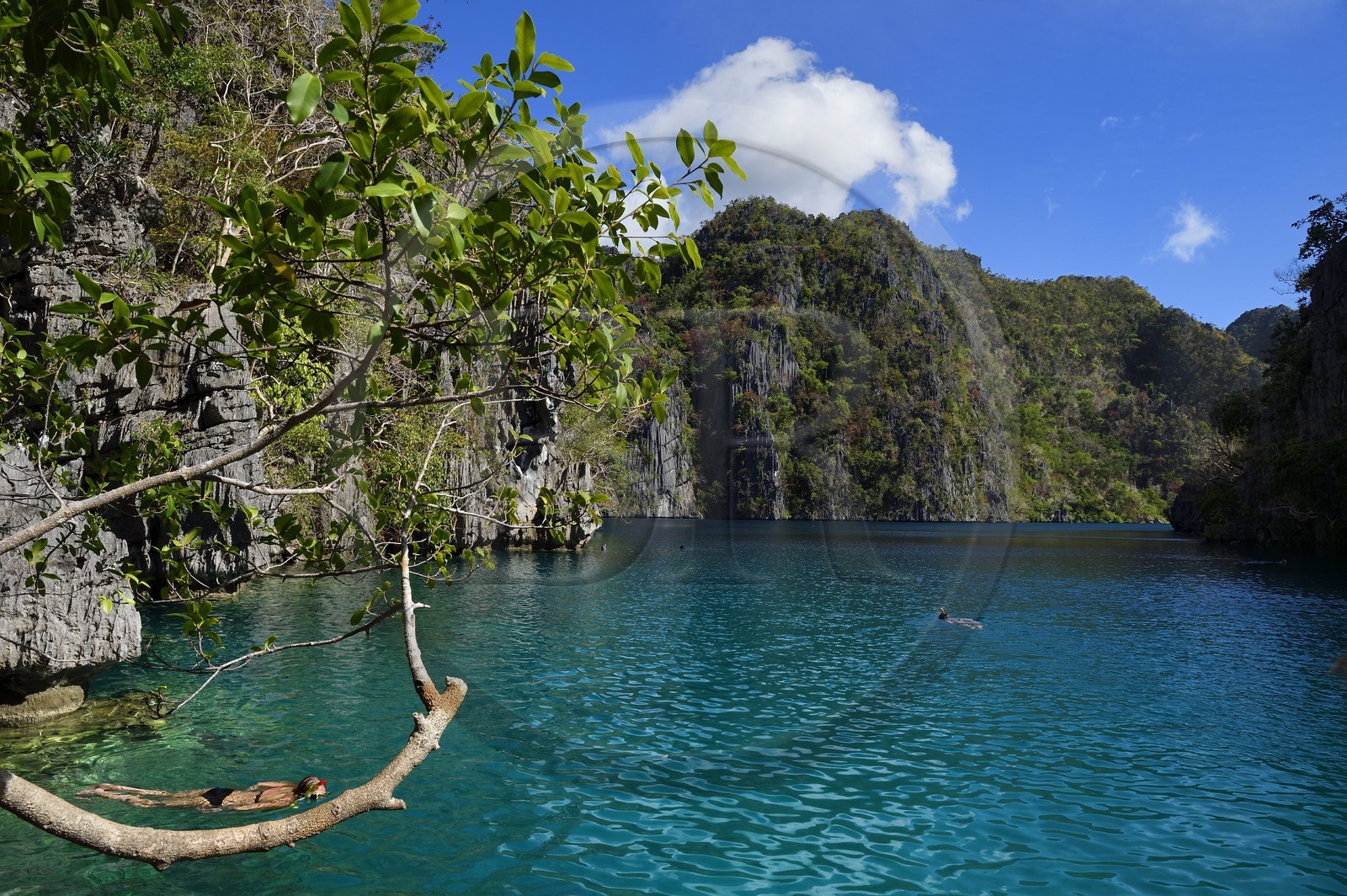 Philippines, Calamian Islands in northern Palawan, Coron Island Natural Biotic Area, Kayangan Lake surrounded by steep cliffs and Karst rock formations made of Permian limestone