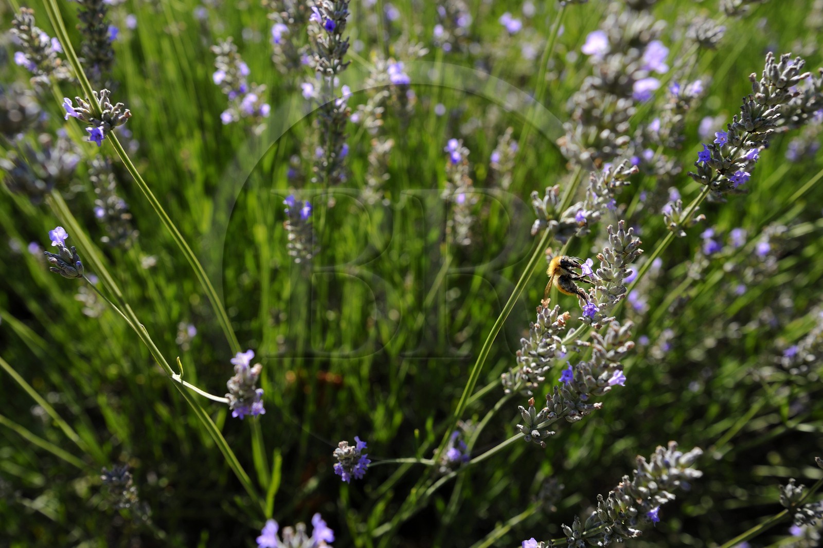 France, Var (83), Provence Verte, Bras, la maison d'hôtes Le Peyrourier une campagne en Provence, abeille butinant de la lavande