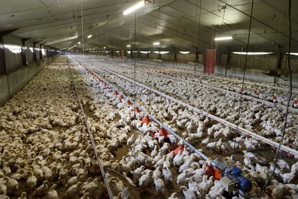 France, Finistère (29), Locronan, labellisé Les Plus Beaux Villages de France, élevage intensif au sol de poulets dans la ferme de la famille Louboutin, chaque hangar contient plus de trente mille poulets