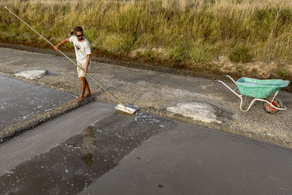 France, Charente-Maritime (17), Ile d'Oléron, Saint-Georges-d'Oléron, cueillette artisanale de la fleur de sel avec une lousse à fleur par le saunier Samuel Barbereau