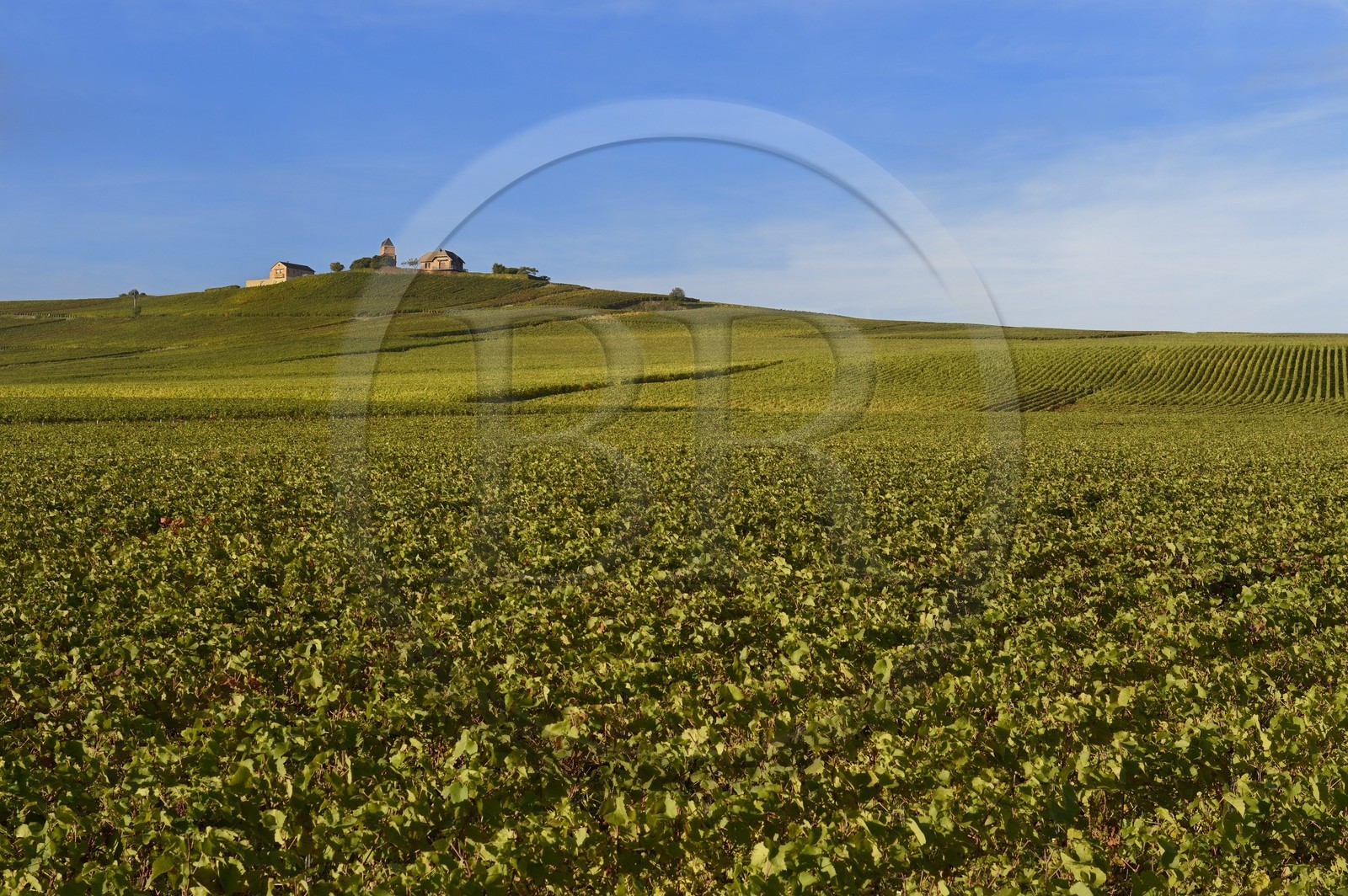 France, Marne (51), parc régional de la Montagne de Reims, Verzenay, le moulin à vent perché au sommet d'une butte surplombant les vignobles de Champagne