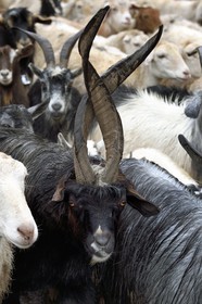 Azerbaijan, Ismailli region, flock of sheep and goats in transhumance on the road down Lahij (Lahic)