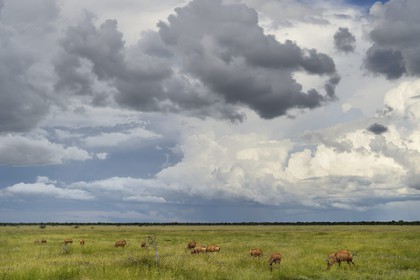 Namibia, Oshikoto region, Etosha National Park, Common Hartebeest (Alcelaphus buselaphus)
