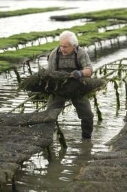 France, Charente-Maritime (17), le bassin Marrennes-Oléron au large de l'Ile d'Oléron, l'ostréiculteur André Massé dans un de ses parcs à huîtres