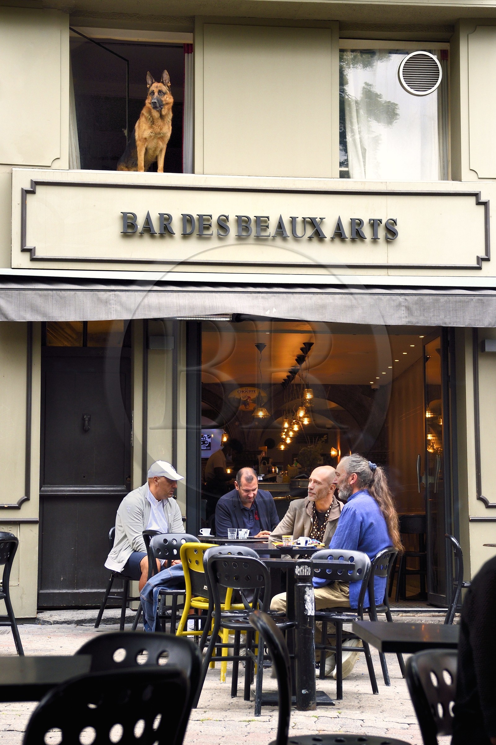 France, Puy-de-Dôme (63), Clermont-Ferrand, chien de Bar curieux et artiste
