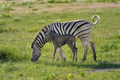Namibie, région de Oshikoto, Parc National d'Etosha, zèbre de Burchell (Equus burchellii) et son nouveau né