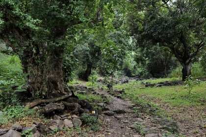 France, île de la Réunion, commune de Saint-Paul, le chemin du Tour des Roches, chemin vers Bassin Vital
