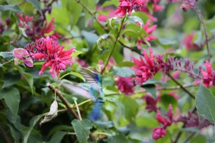 Panama, province de Chiriqui, Boquete, plantation de café Finca Lerida, colibri en vol stationnaire