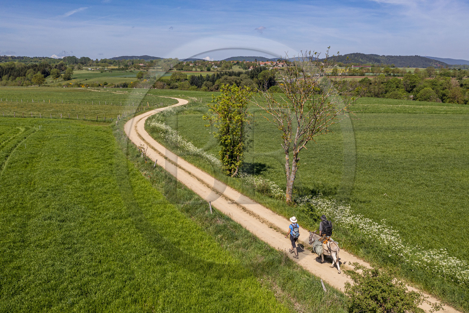 France, Haute-Loire (43), , hiking with a donkey on the Robert Louis Stevenson Trail (GR 70) between Goudet and Ussel (aerial view)