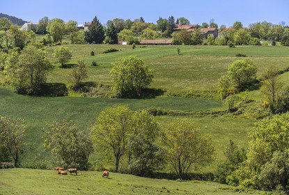 France, Haute-Loire (43), randonnée avec un âne sur le chemin de Stevenson (GR 70) entre Le Monastier-sur-Gazeille et Saint-Martin-de-Fugères