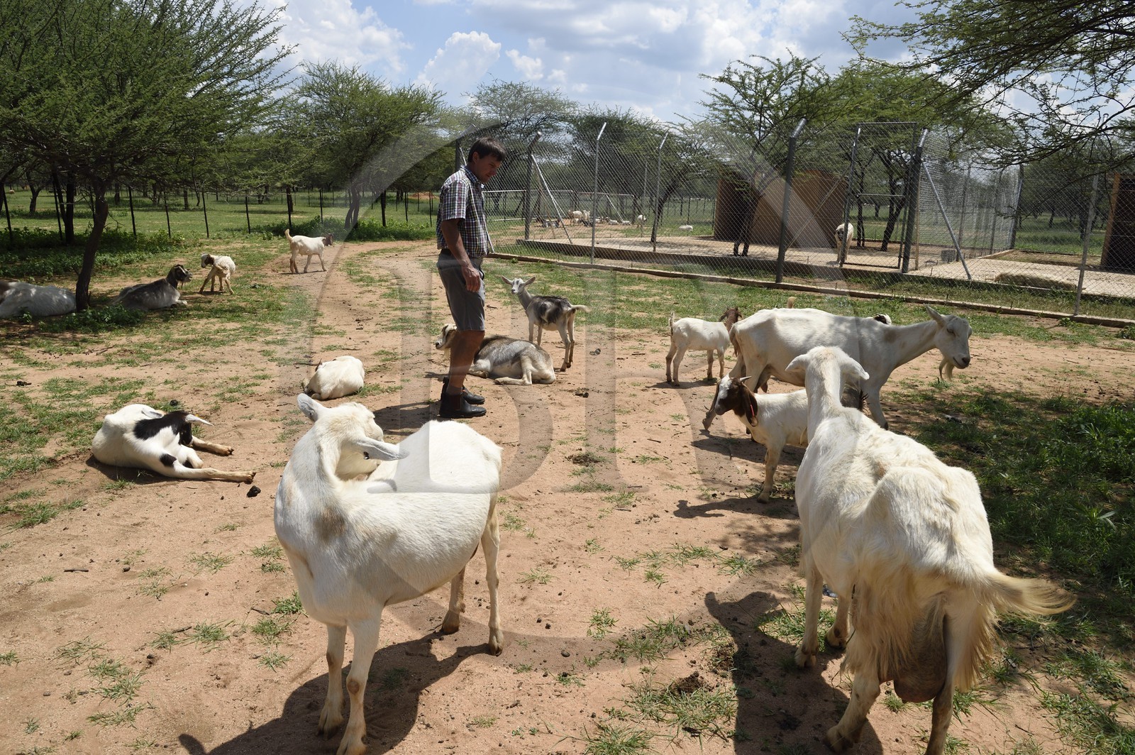 Namibia, Otjiwarongo, Cheetah Conservation Fund, research and education centre, Alpine goats breeding for milk production