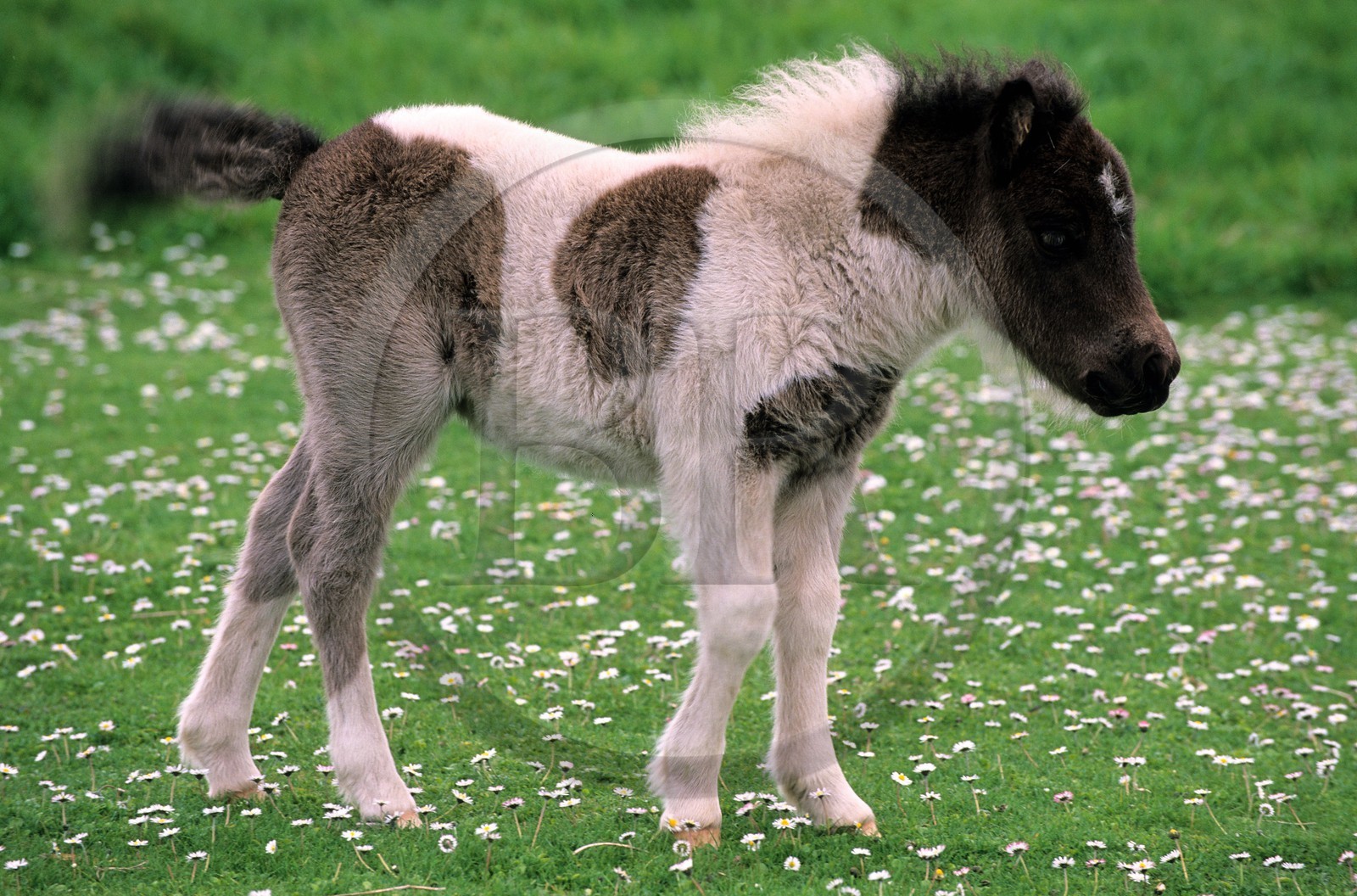 Royaume-Uni, Ecosse, les Shetland, poney typique des Shetland