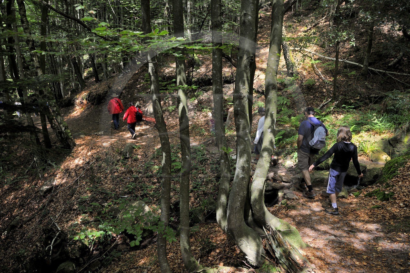 France, Vosges (88), chemin des passeurs au Donon sur la trace de la filière d'évasion du Rehtal