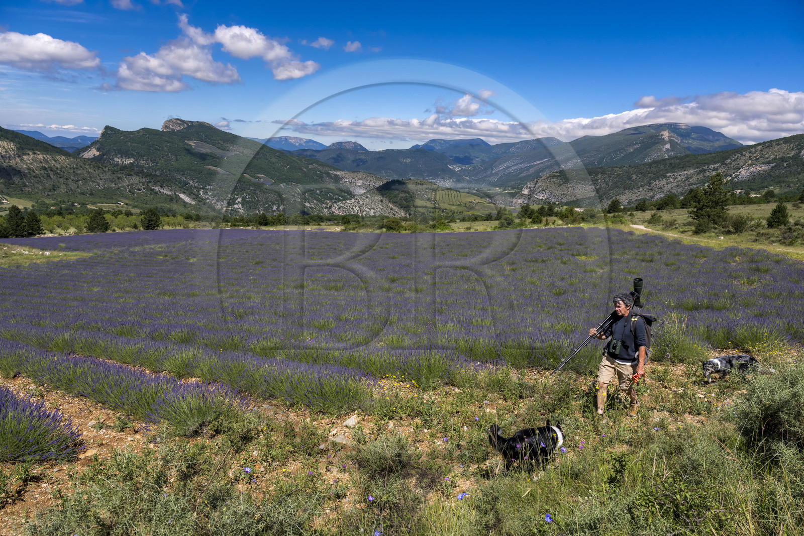 France, Drôme (26), parc naturel régional des Baronnies provençales, Rémuzat, Christian Tessier, directeur de l'association Vautours en Baronnies, part observer des vautours fauves sur le plateau Saint-Laurent longue vue sur l’épaule